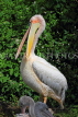 Taiwan, TAIPEI, Taipei Zoo, Bird World, Pink-Backed Pelican, TAW346JPL