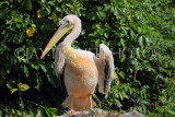 Taiwan, TAIPEI, Taipei Zoo, Bird World, Pink-Backed Pelican, TAW347JPL
