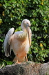 Taiwan, TAIPEI, Taipei Zoo, Bird World, Pink-Backed Pelican, TAW348JPL