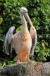 Taiwan, TAIPEI, Taipei Zoo, Bird World, Pink-Backed Pelican, TAW349JPL
