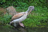 Taiwan, TAIPEI, Taipei Zoo, Bird World, Pink-Backed Pelican, TAW350JPL