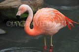 Taiwan, TAIPEI, Taipei Zoo, Bird World, Pink Flamingo, TAW354JPL