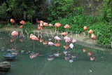 Taiwan, TAIPEI, Taipei Zoo, Bird World, Pink Flamingos, TAW351JPL