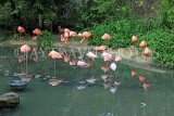 Taiwan, TAIPEI, Taipei Zoo, Bird World, Pink Flamingos, TAW352JPL