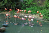 Taiwan, TAIPEI, Taipei Zoo, Bird World, Pink Flamingos, TAW353JPL