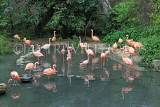 Taiwan, TAIPEI, Taipei Zoo, Bird World, Pink Flamingos, TAW355JPL