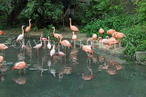 Taiwan, TAIPEI, Taipei Zoo, Bird World, Pink Flamingos, TAW356JPL