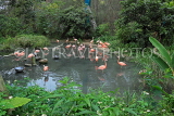 Taiwan, TAIPEI, Taipei Zoo, Bird World, Pink Flamingos, TAW357JPL