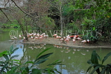 Taiwan, TAIPEI, Taipei Zoo, Bird World, Pink Flamingos, TAW359JPL