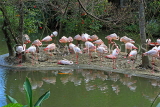 Taiwan, TAIPEI, Taipei Zoo, Bird World, Pink Flamingos, TAW360JPL