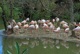 Taiwan, TAIPEI, Taipei Zoo, Bird World, Pink Flamingos, TAW361JPL