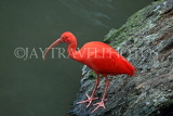 Taiwan, TAIPEI, Taipei Zoo, Bird World, Scarlet Ibis, TAW362JPL