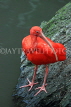 Taiwan, TAIPEI, Taipei Zoo, Bird World, Scarlet Ibis, TAW363JPL