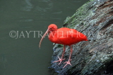 Taiwan, TAIPEI, Taipei Zoo, Bird World, Scarlet Ibis, TAW364JPL