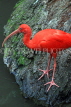 Taiwan, TAIPEI, Taipei Zoo, Bird World, Scarlet Ibis, TAW365JPL