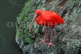 Taiwan, TAIPEI, Taipei Zoo, Bird World, Scarlet Ibis, TAW366JPL