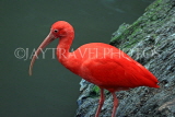 Taiwan, TAIPEI, Taipei Zoo, Bird World, Scarlet Ibis, TAW367JPL