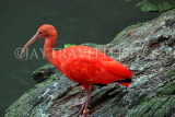 Taiwan, TAIPEI, Taipei Zoo, Bird World, Scarlet Ibis, TAW368JPL