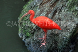 Taiwan, TAIPEI, Taipei Zoo, Bird World, Scarlet Ibis, TAW369JPL