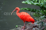 Taiwan, TAIPEI, Taipei Zoo, Bird World, Scarlet Ibis, TAW370JPL