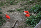 Taiwan, TAIPEI, Taipei Zoo, Bird World, Scarlet Ibis, TAW371JPL