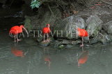 Taiwan, TAIPEI, Taipei Zoo, Bird World, Scarlet Ibis, TAW372JPL