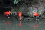 Taiwan, TAIPEI, Taipei Zoo, Bird World, Scarlet Ibis, TAW373JPL