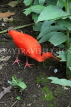 Taiwan, TAIPEI, Taipei Zoo, Bird World, Scarlet Ibis, TAW374JPL