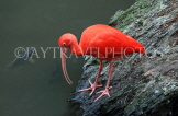 Taiwan, TAIPEI, Taipei Zoo, Bird World, Scarlet Ibis, TAW375JPL