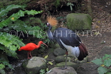 Taiwan, TAIPEI, Taipei Zoo, Bird World, Scarlet Ibis and Crowned Crane, TAW376JPL