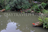 Taiwan, TAIPEI, Taipei Zoo, Bird World, pond with Scarlet Ibis, TAW377JPL