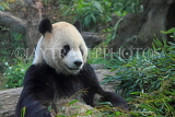 Taiwan, TAIPEI, Taipei Zoo, Giant Panda, TAW210JPL