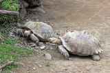 Taiwan, TAIPEI, Taipei Zoo, Giant Tortoise, TAW268JPL