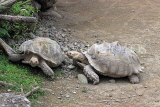 Taiwan, TAIPEI, Taipei Zoo, Giant Tortoise, TAW269JPL