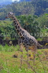 Taiwan, TAIPEI, Taipei Zoo, Giraffe, TAW278JPL