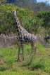 Taiwan, TAIPEI, Taipei Zoo, Giraffe, TAW279JPL