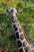 Taiwan, TAIPEI, Taipei Zoo, Giraffe, TAW280JPL