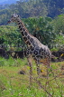 Taiwan, TAIPEI, Taipei Zoo, Giraffe, TAW282JPL