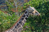 Taiwan, TAIPEI, Taipei Zoo, Giraffe, TAW283JPL