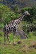 Taiwan, TAIPEI, Taipei Zoo, Giraffe, TAW284JPL
