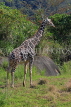 Taiwan, TAIPEI, Taipei Zoo, Giraffe, TAW285JPL