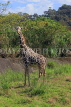 Taiwan, TAIPEI, Taipei Zoo, Giraffe, TAW286JPL