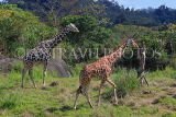 Taiwan, TAIPEI, Taipei Zoo, Giraffes, TAW290JPL