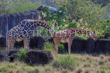 Taiwan, TAIPEI, Taipei Zoo, Giraffes, TAW291JPL