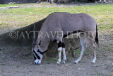 Taiwan, TAIPEI, Taipei Zoo, Oryx, TAW311JPL