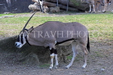 Taiwan, TAIPEI, Taipei Zoo, Oryx, TAW312JPL