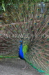 Taiwan, TAIPEI, Taipei Zoo, Peacock displaing plumage, TAW227JPL