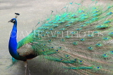 Taiwan, TAIPEI, Taipei Zoo, Peacock displaing plumage, TAW228JPL