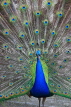 Taiwan, TAIPEI, Taipei Zoo, Peacock displaing plumage, TAW229JPL