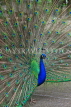Taiwan, TAIPEI, Taipei Zoo, Peacock displaing plumage, TAW230JPL